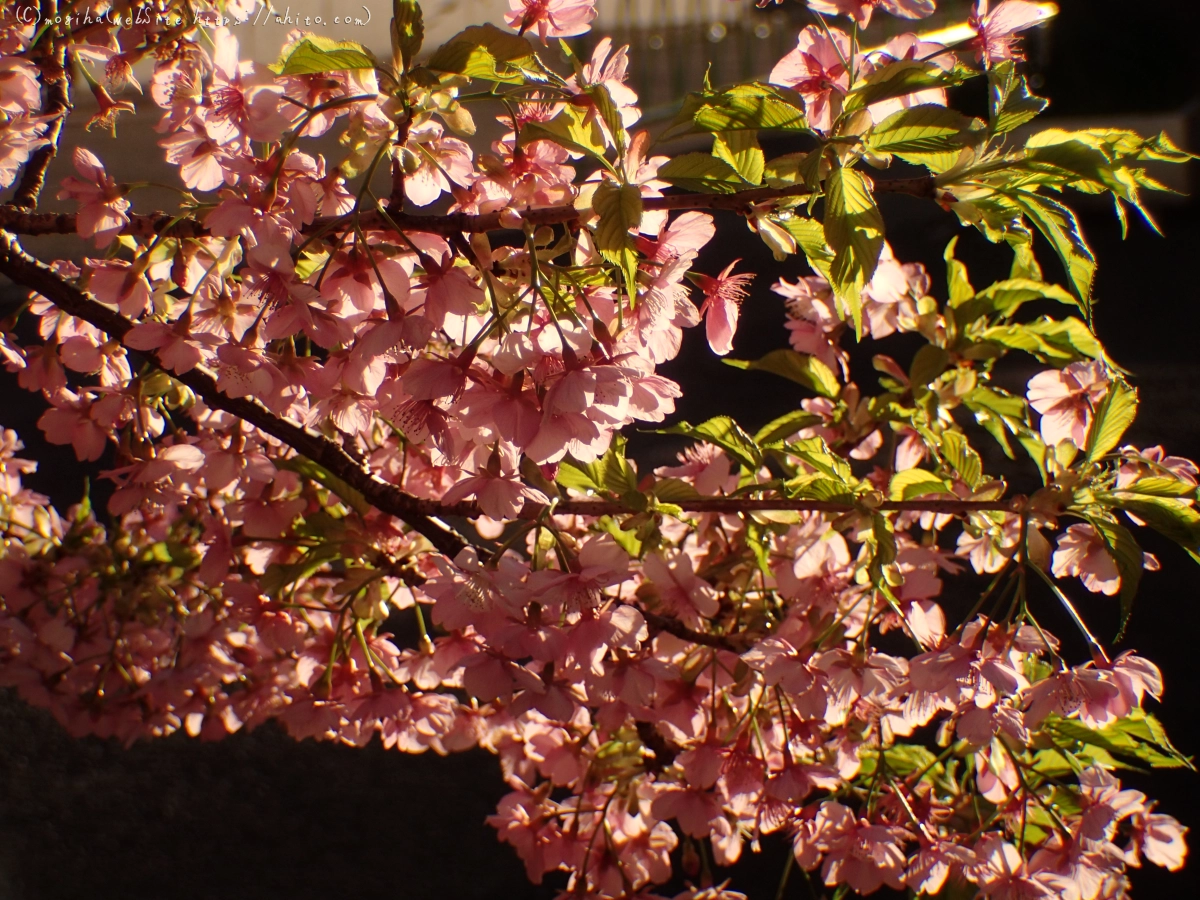 朝日と河津桜 - 48