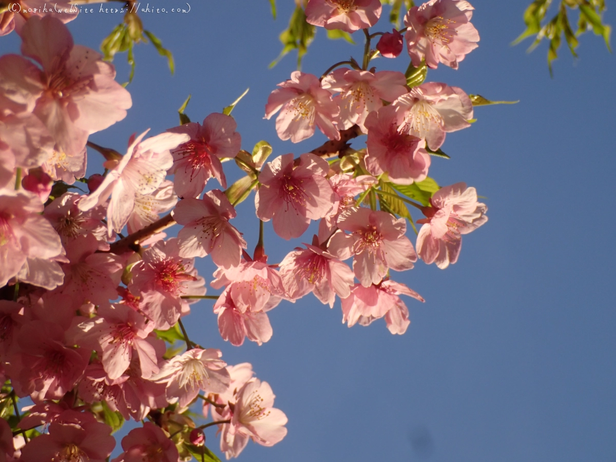 朝日と河津桜 - 49