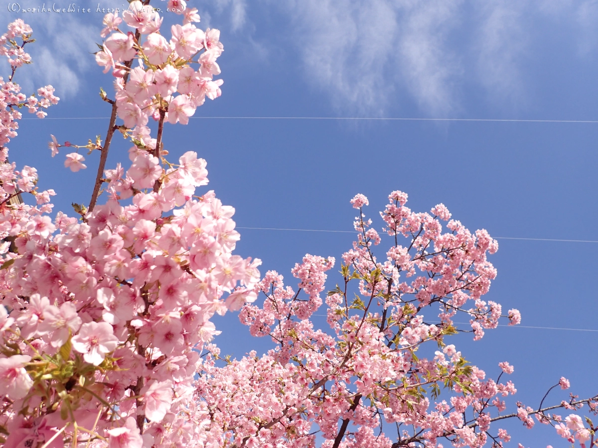 桜神宮の河津桜 - 05