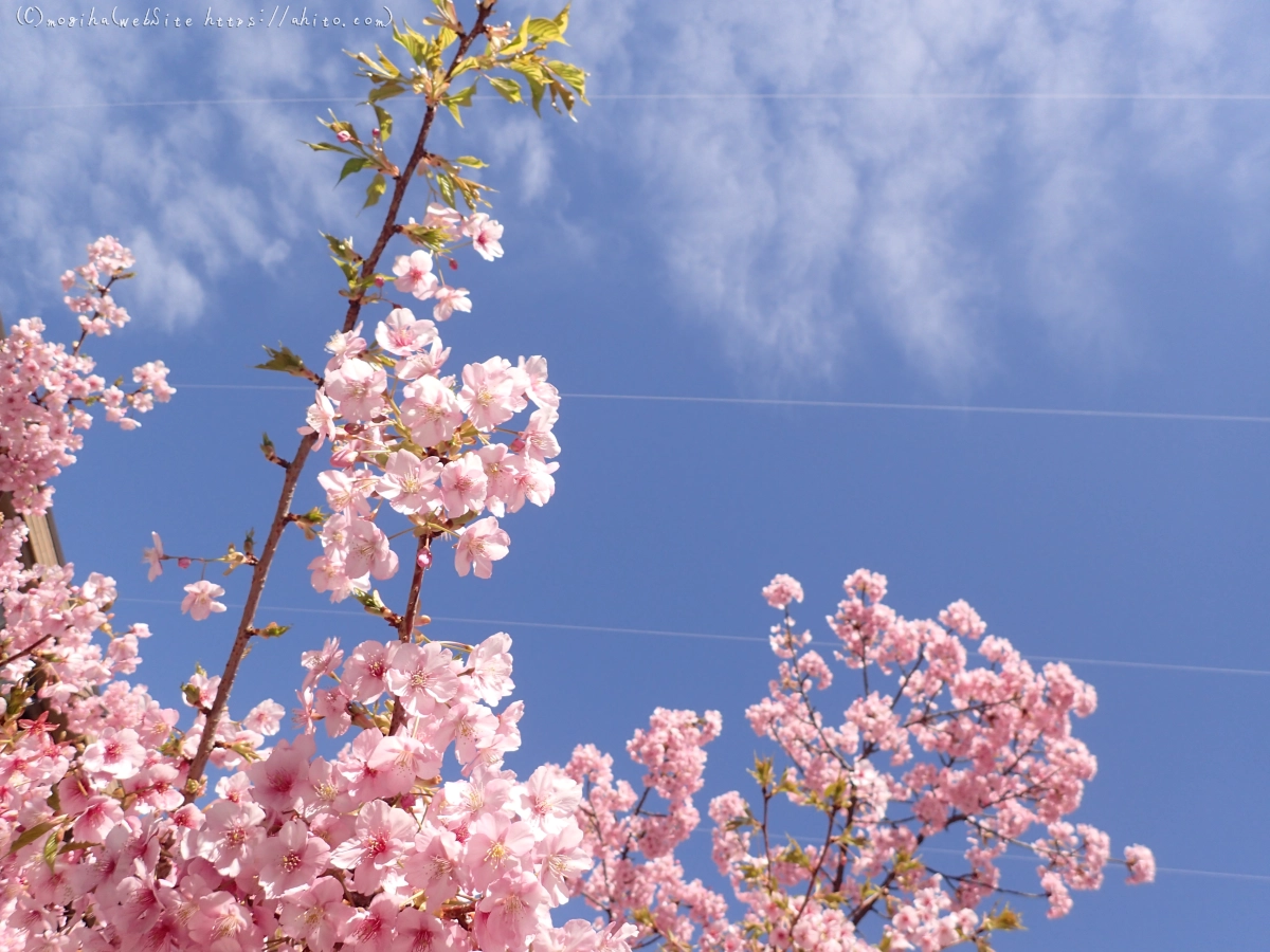 桜神宮の河津桜 - 06