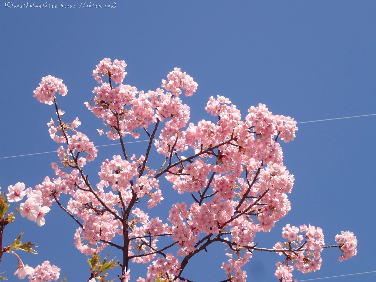 桜神宮の河津桜 - 07