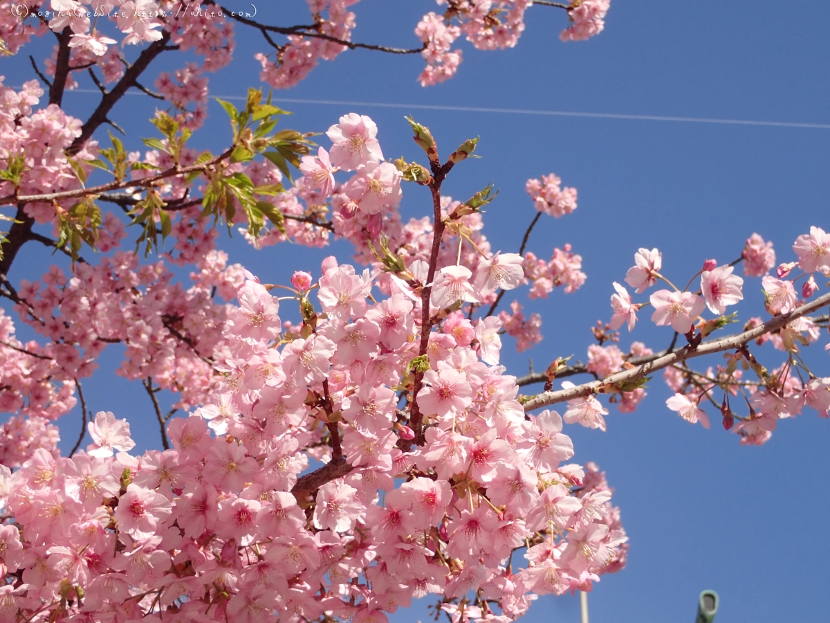 桜神宮の河津桜 - 08