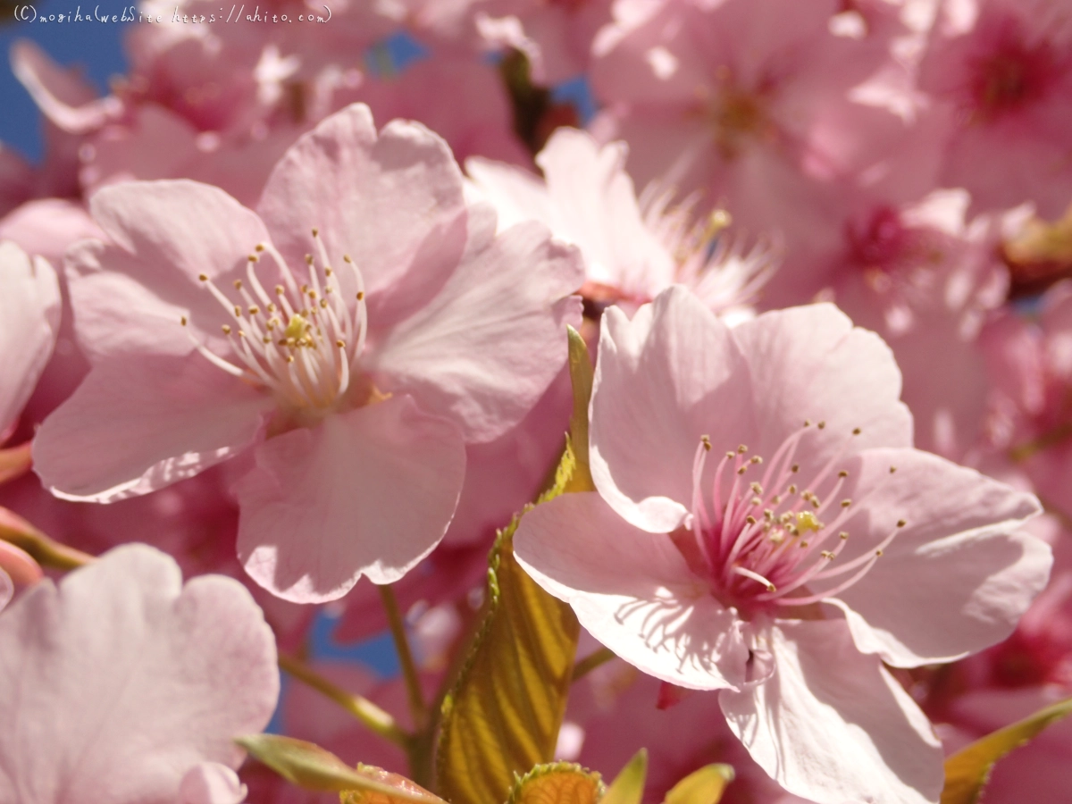 桜神宮の河津桜 - 12