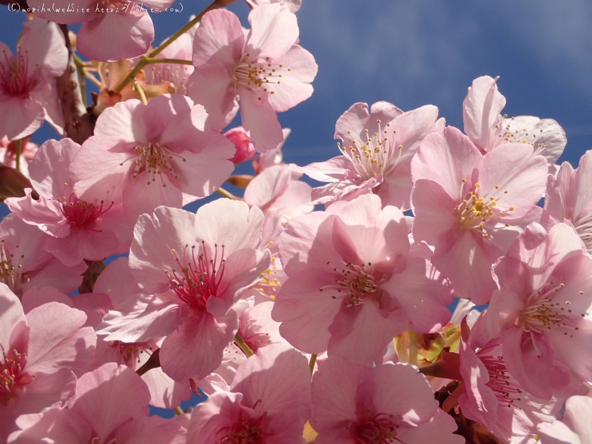 桜神宮の河津桜 - 13