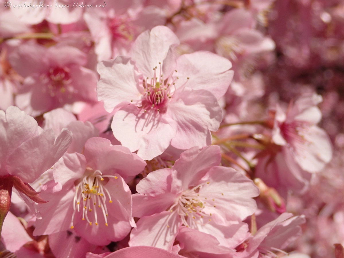 桜神宮の河津桜 - 14