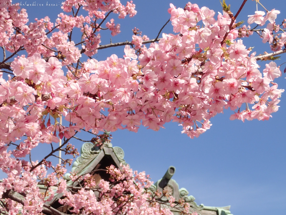 桜神宮の河津桜 - 15