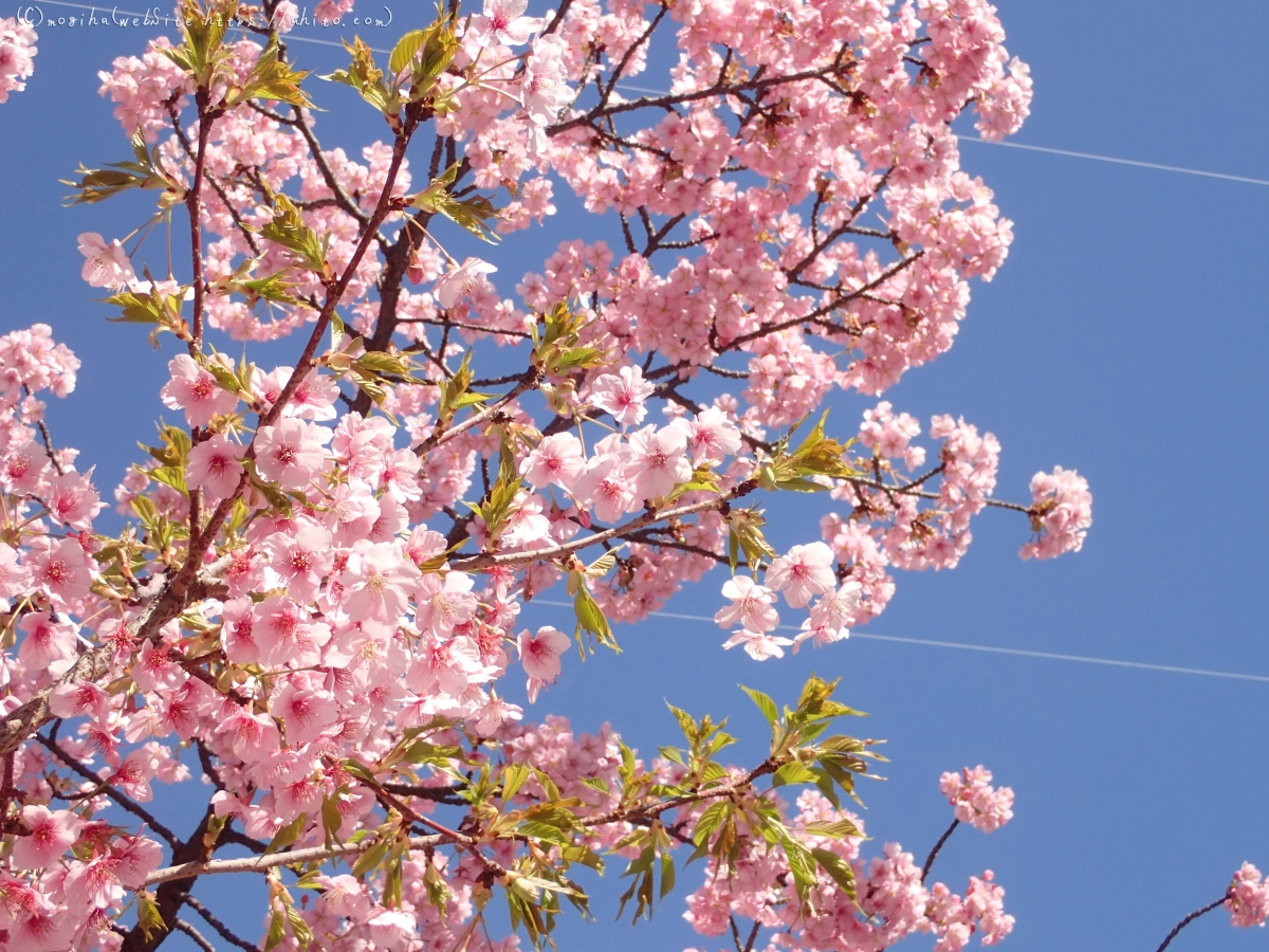 桜神宮の河津桜 - 16