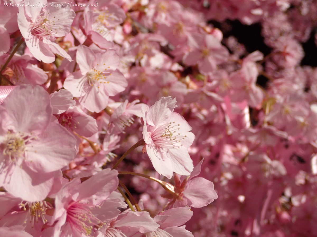 桜神宮の河津桜 - 17