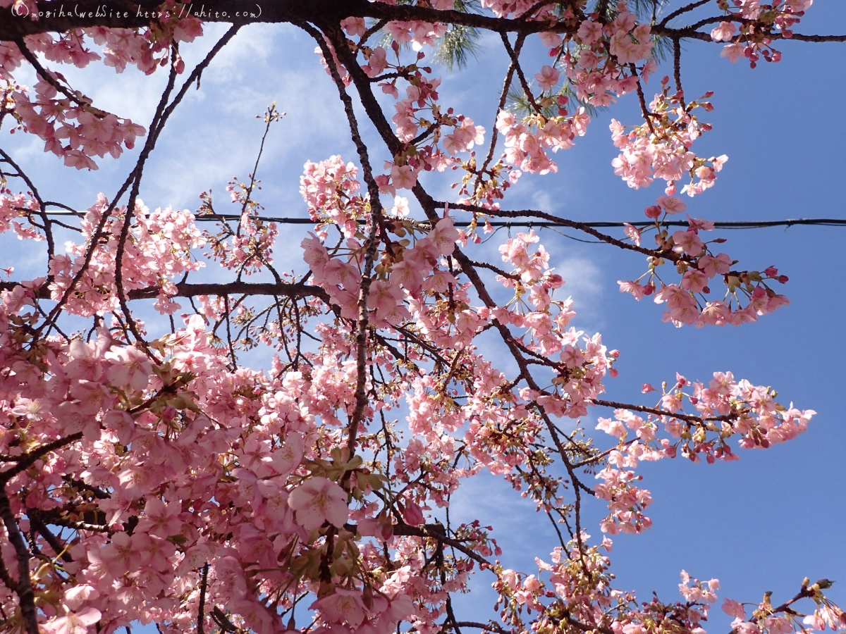 桜神宮の河津桜 - 18