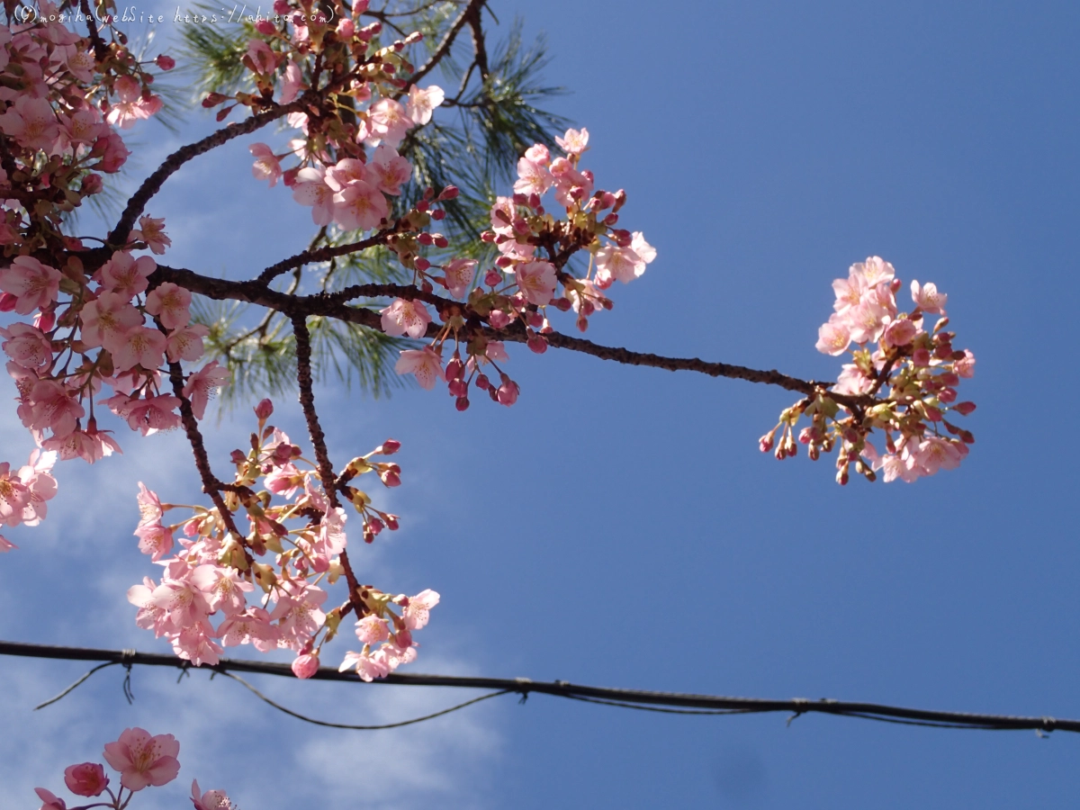 桜神宮の河津桜 - 19