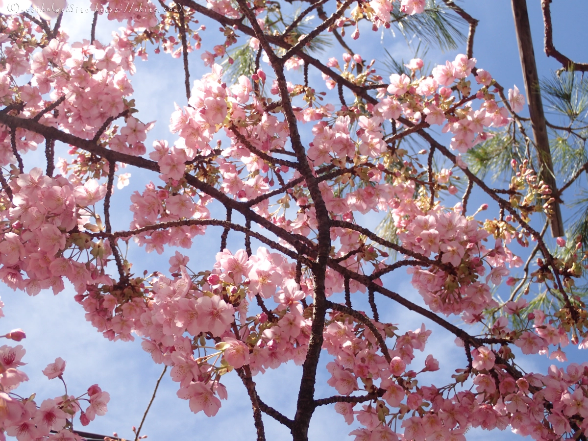 桜神宮の河津桜 - 20