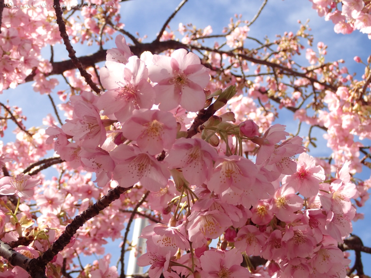 桜神宮の河津桜 - 21