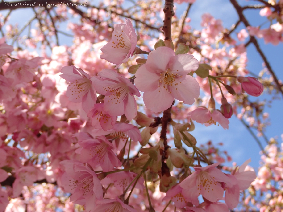 桜神宮の河津桜 - 22