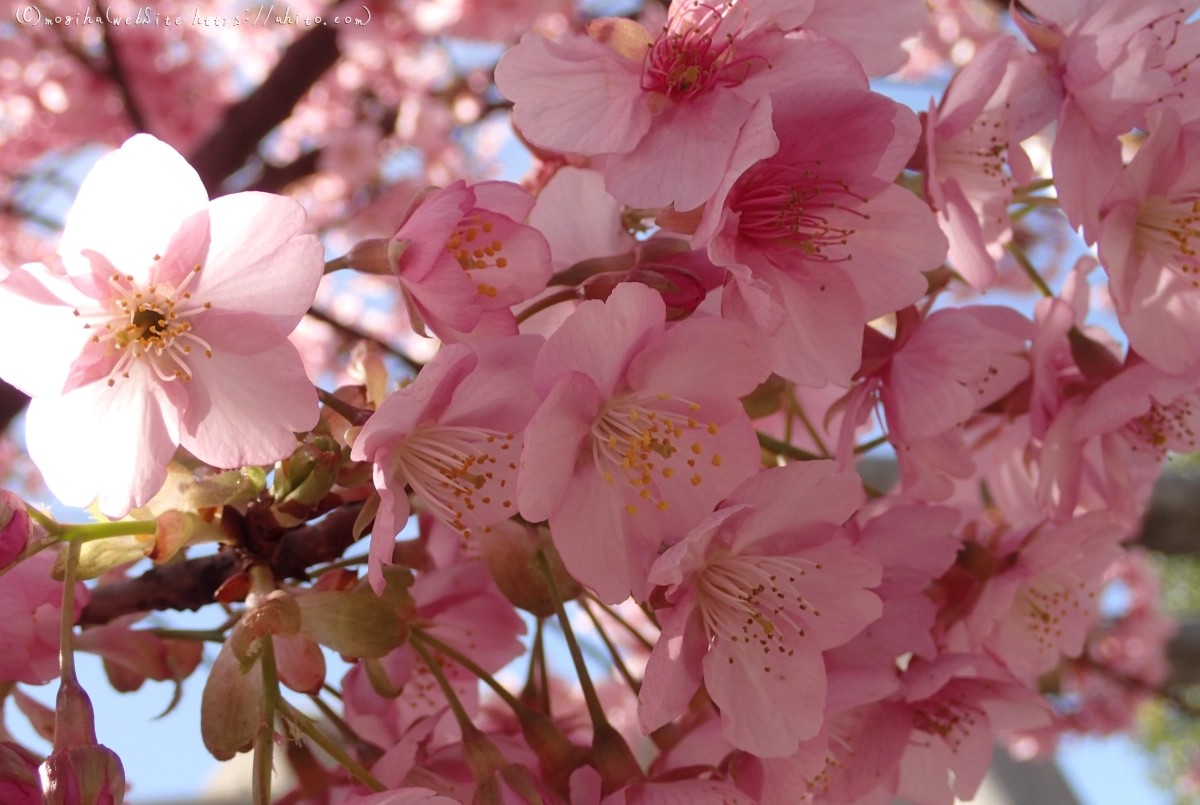 桜神宮の河津桜 - 24