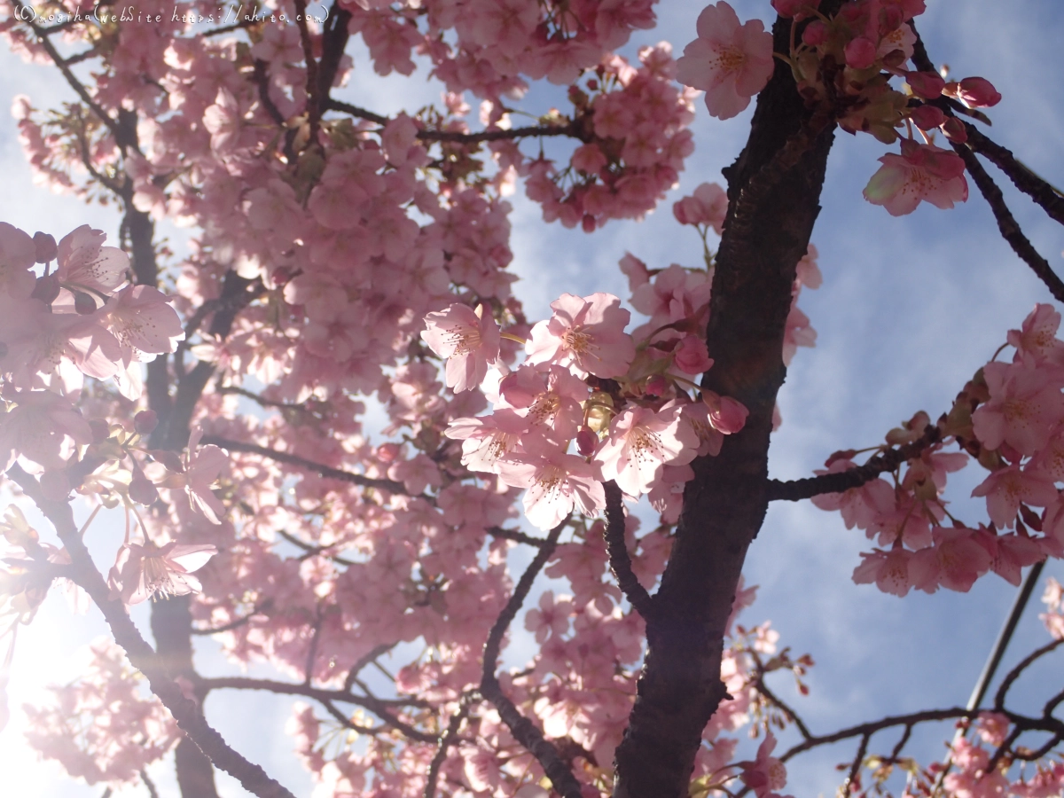 桜神宮の河津桜 - 25