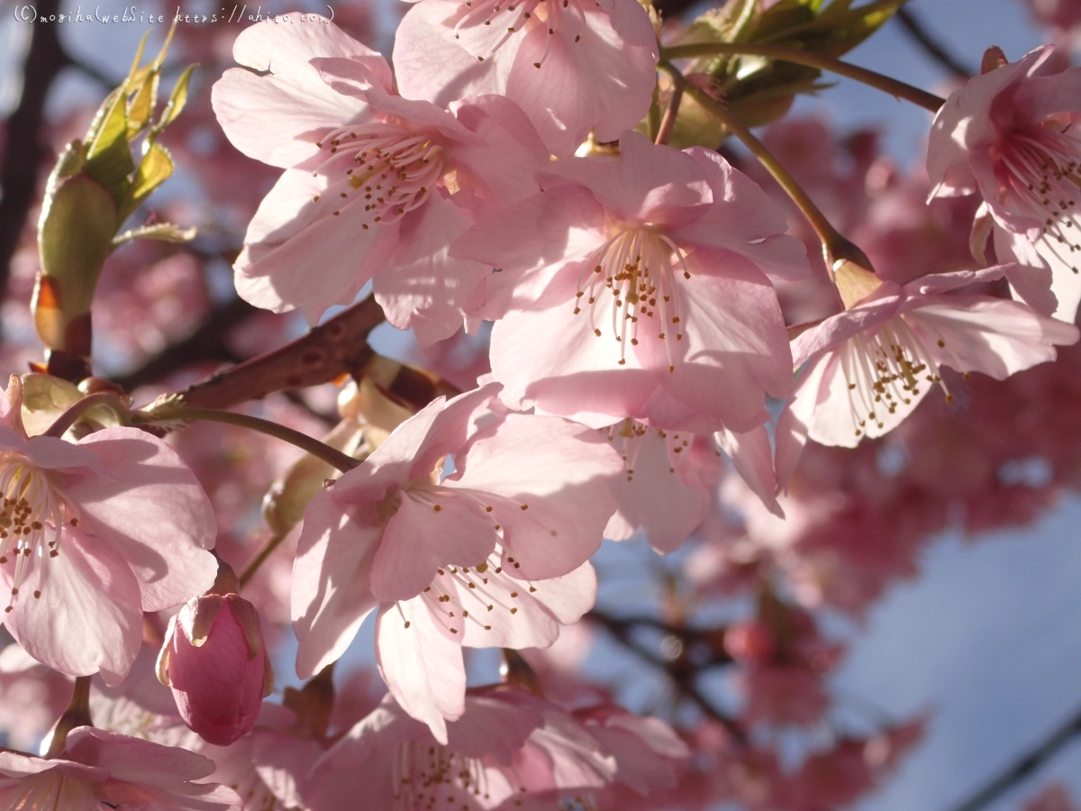 桜神宮の河津桜 - 27