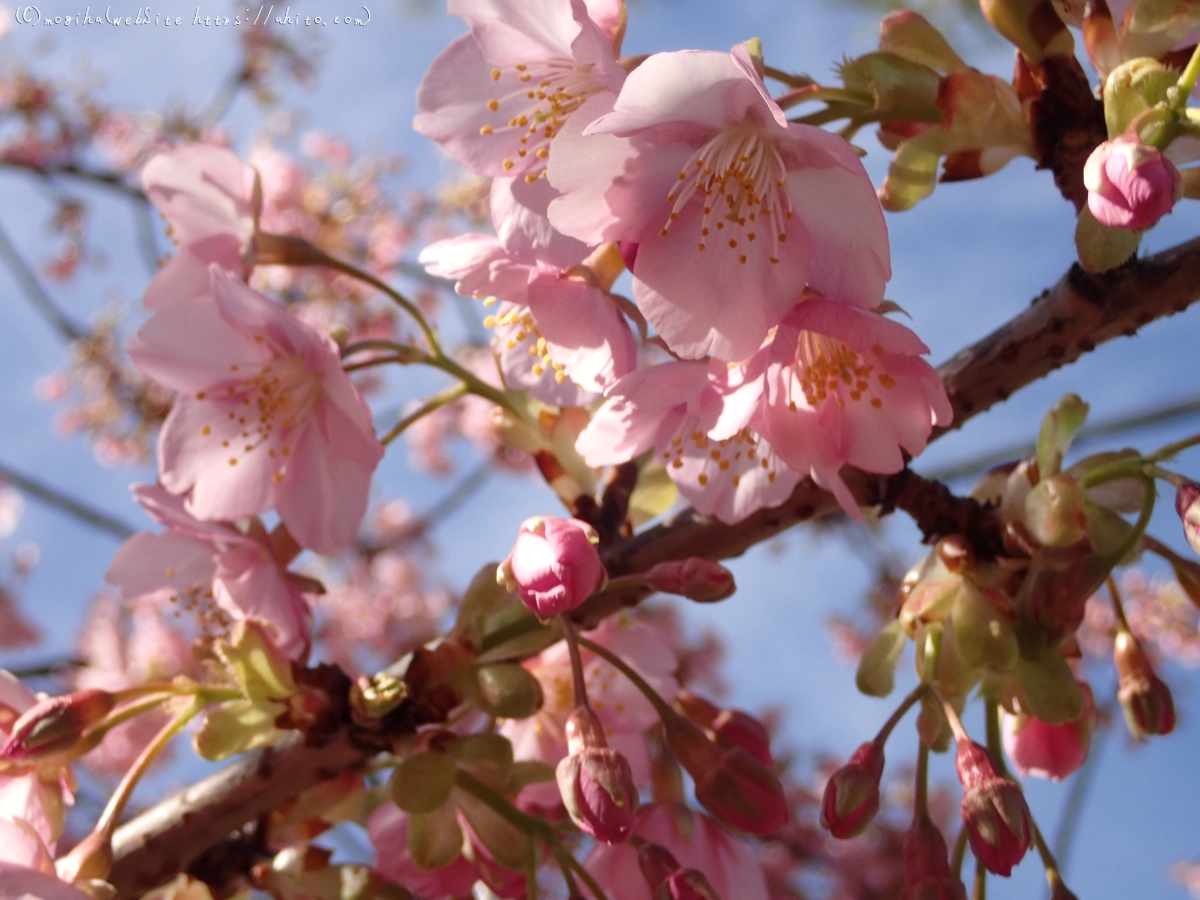 桜神宮の河津桜 - 29