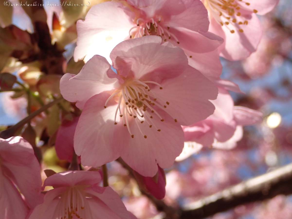 桜神宮の河津桜 - 30