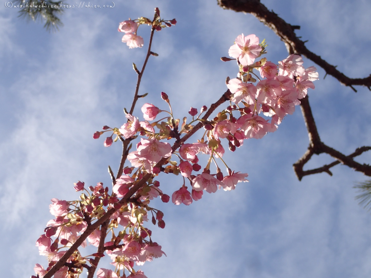 桜神宮の河津桜 - 31