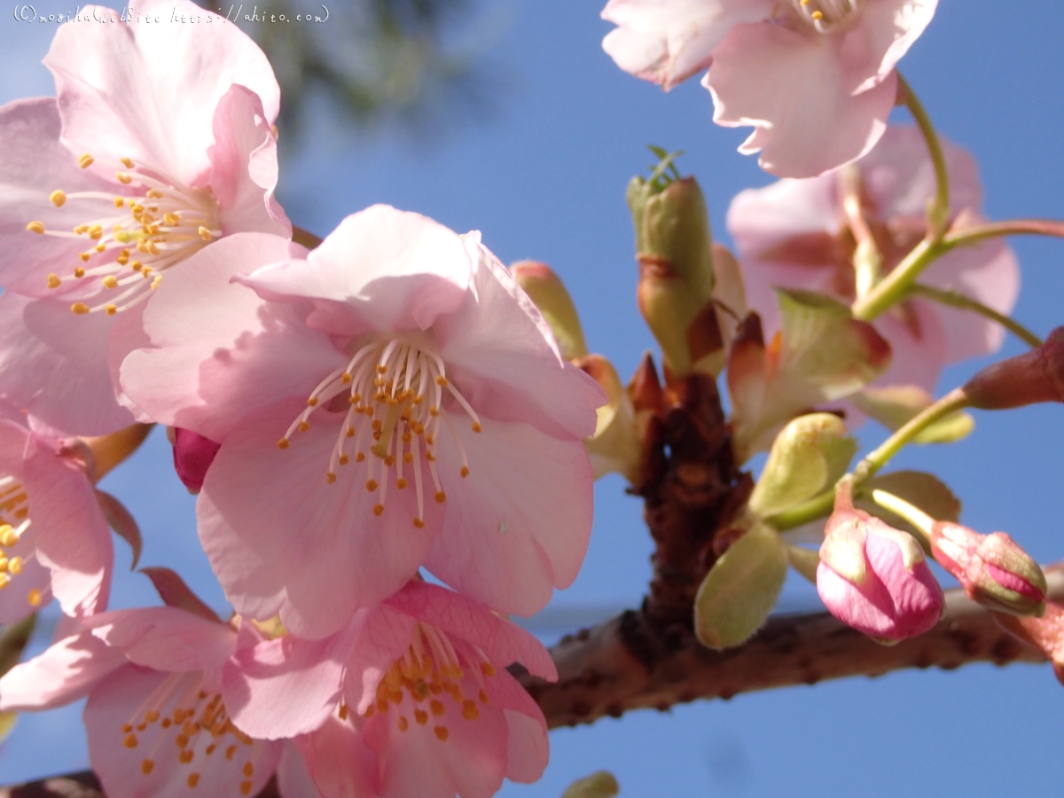 桜神宮の河津桜 - 32