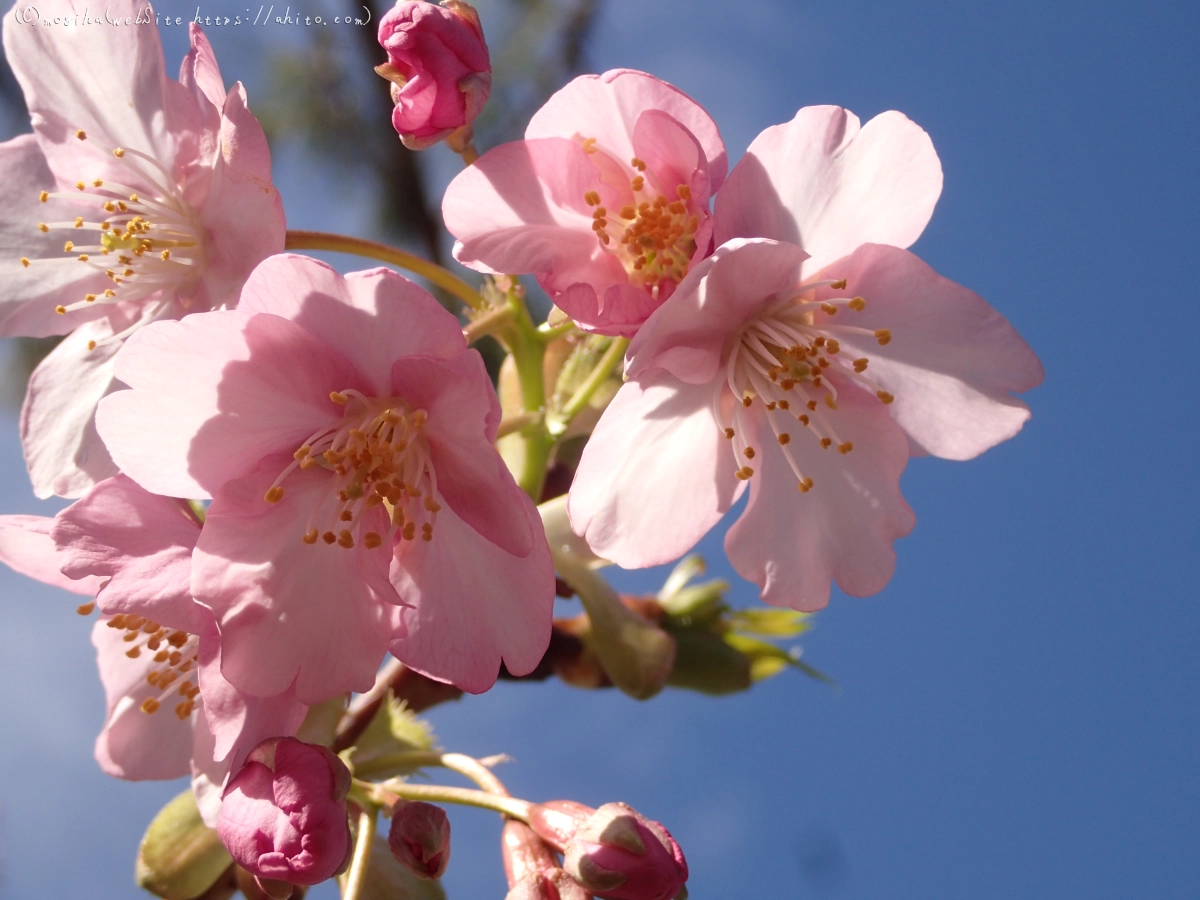 桜神宮の河津桜 - 33