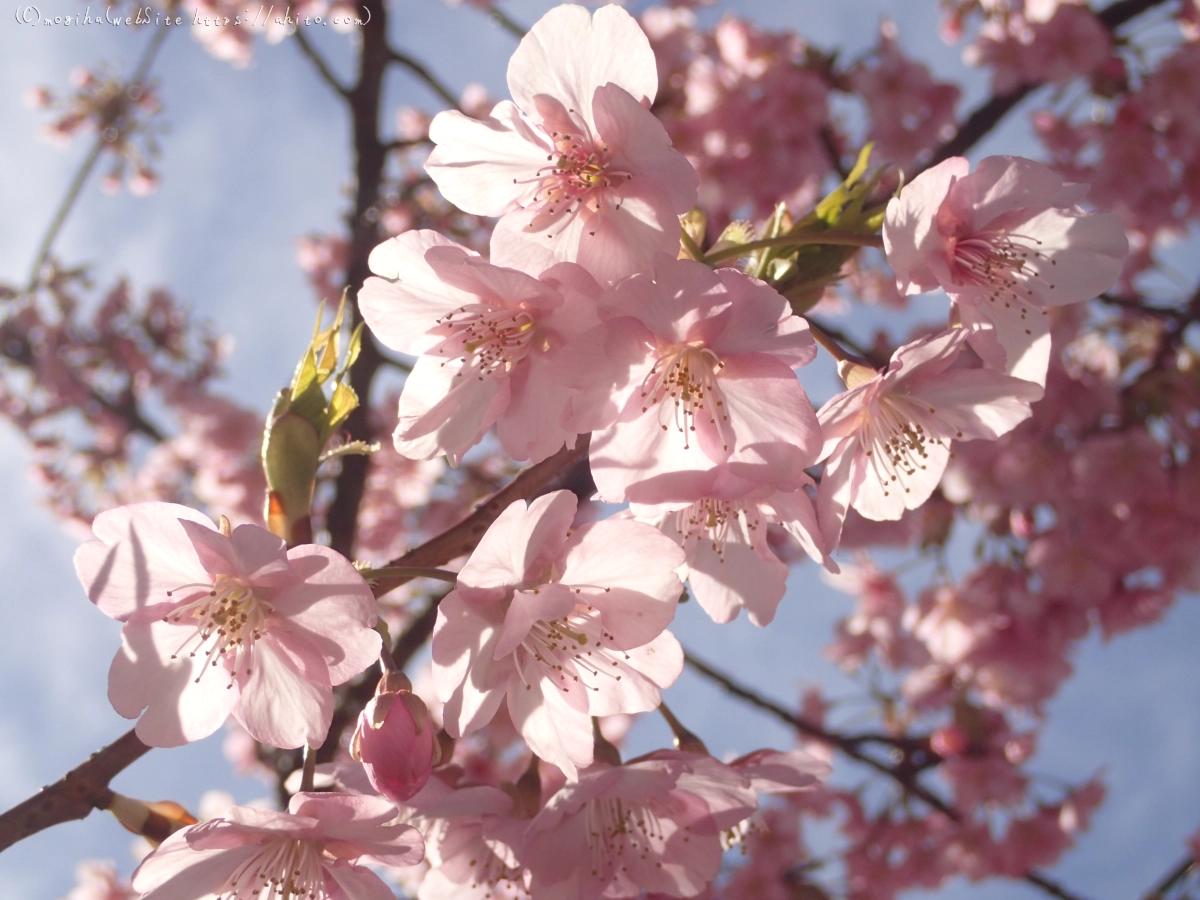 桜神宮の河津桜 - 34