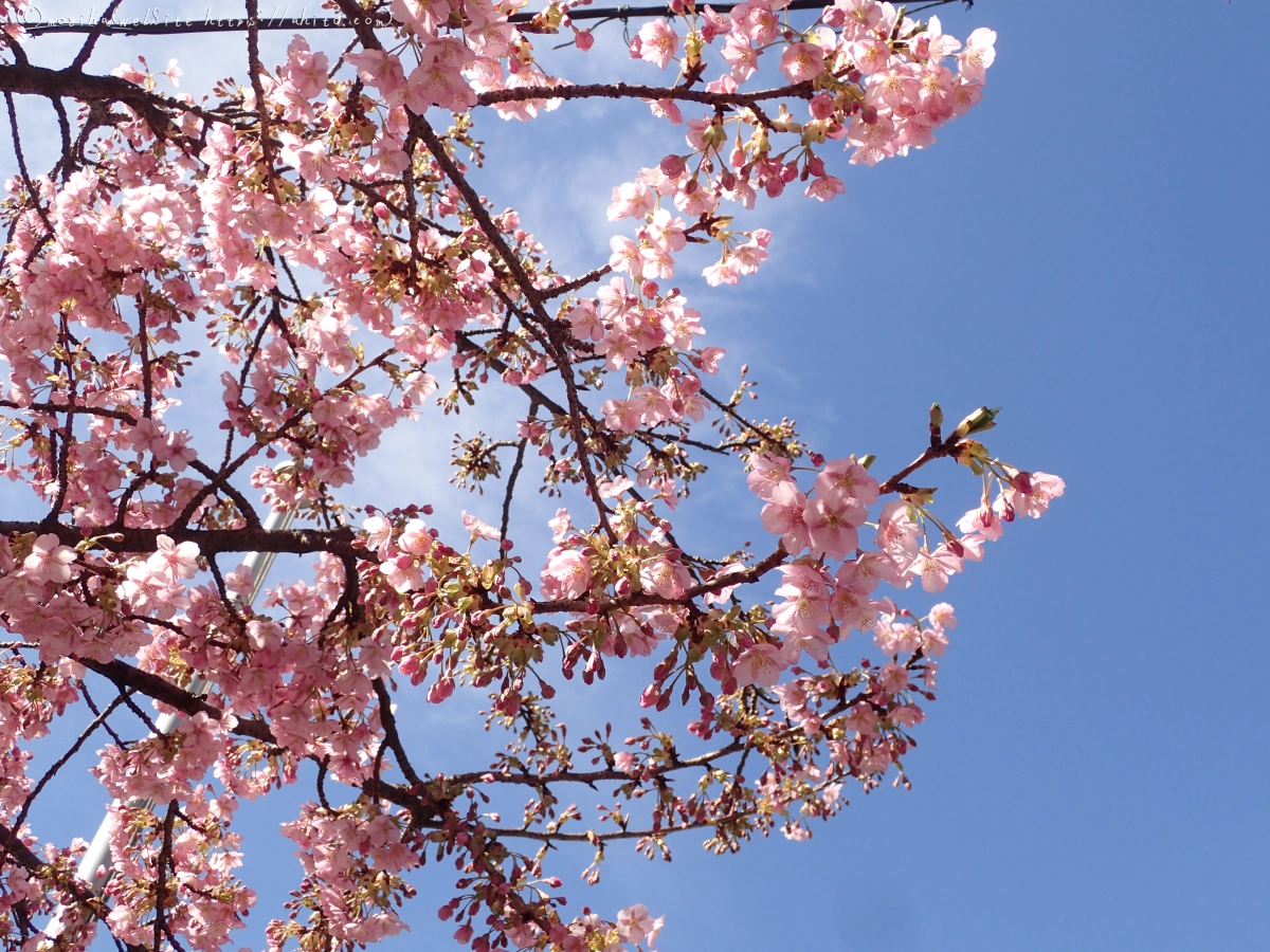 桜神宮の河津桜 - 35