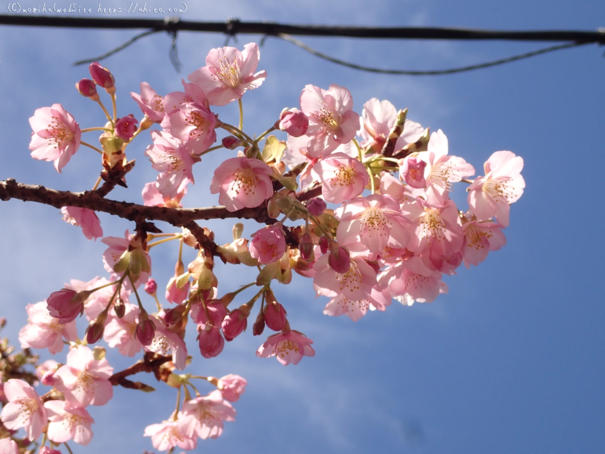 桜神宮の河津桜 - 36