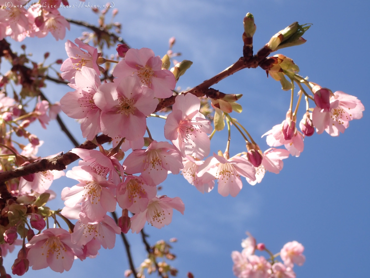 桜神宮の河津桜 - 37