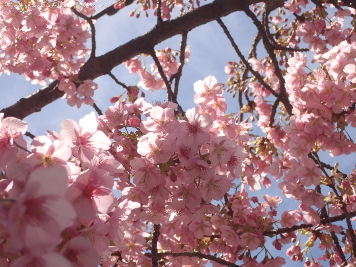 桜神宮の河津桜 - 38