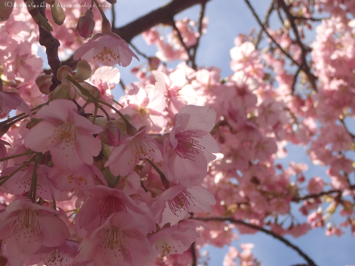 桜神宮の河津桜 - 39