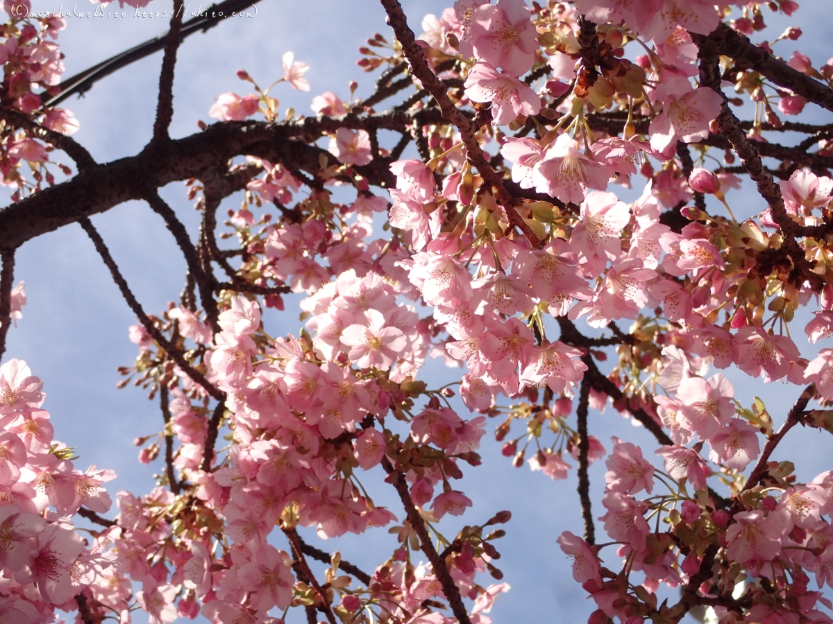 桜神宮の河津桜 - 40