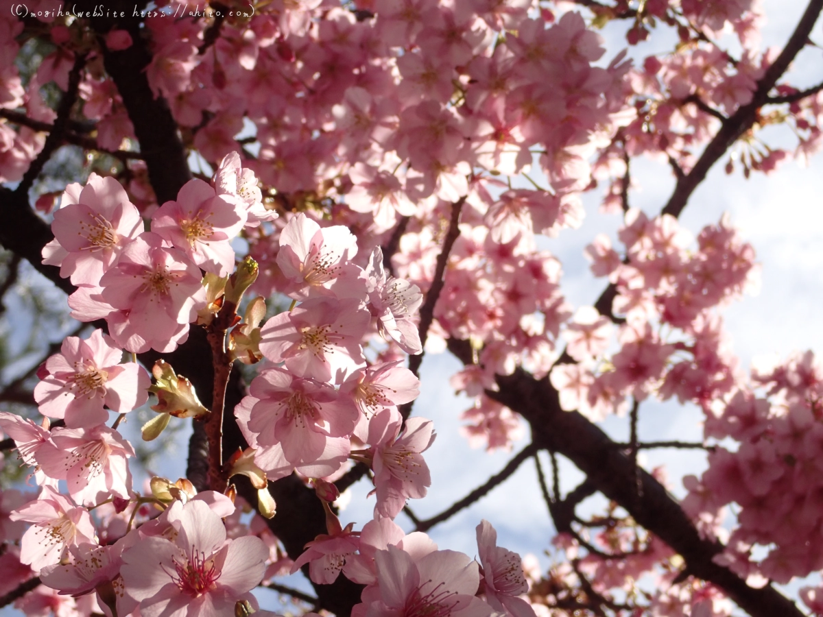 桜神宮の河津桜 - 41