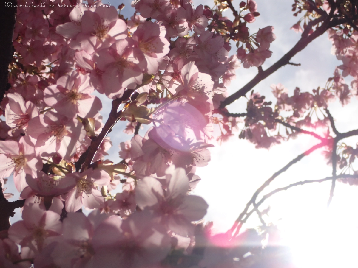 桜神宮の河津桜 - 42