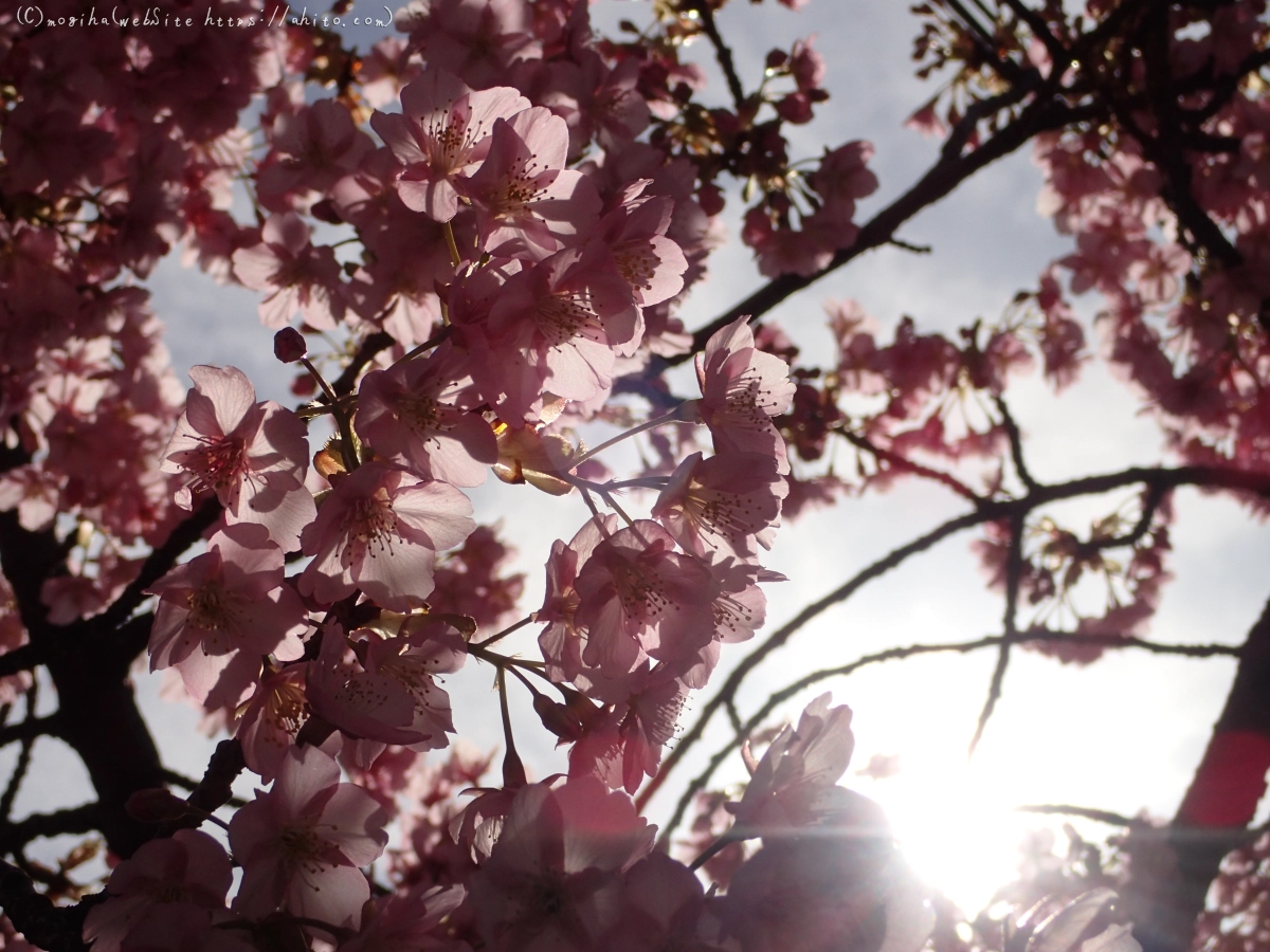 桜神宮の河津桜 - 43