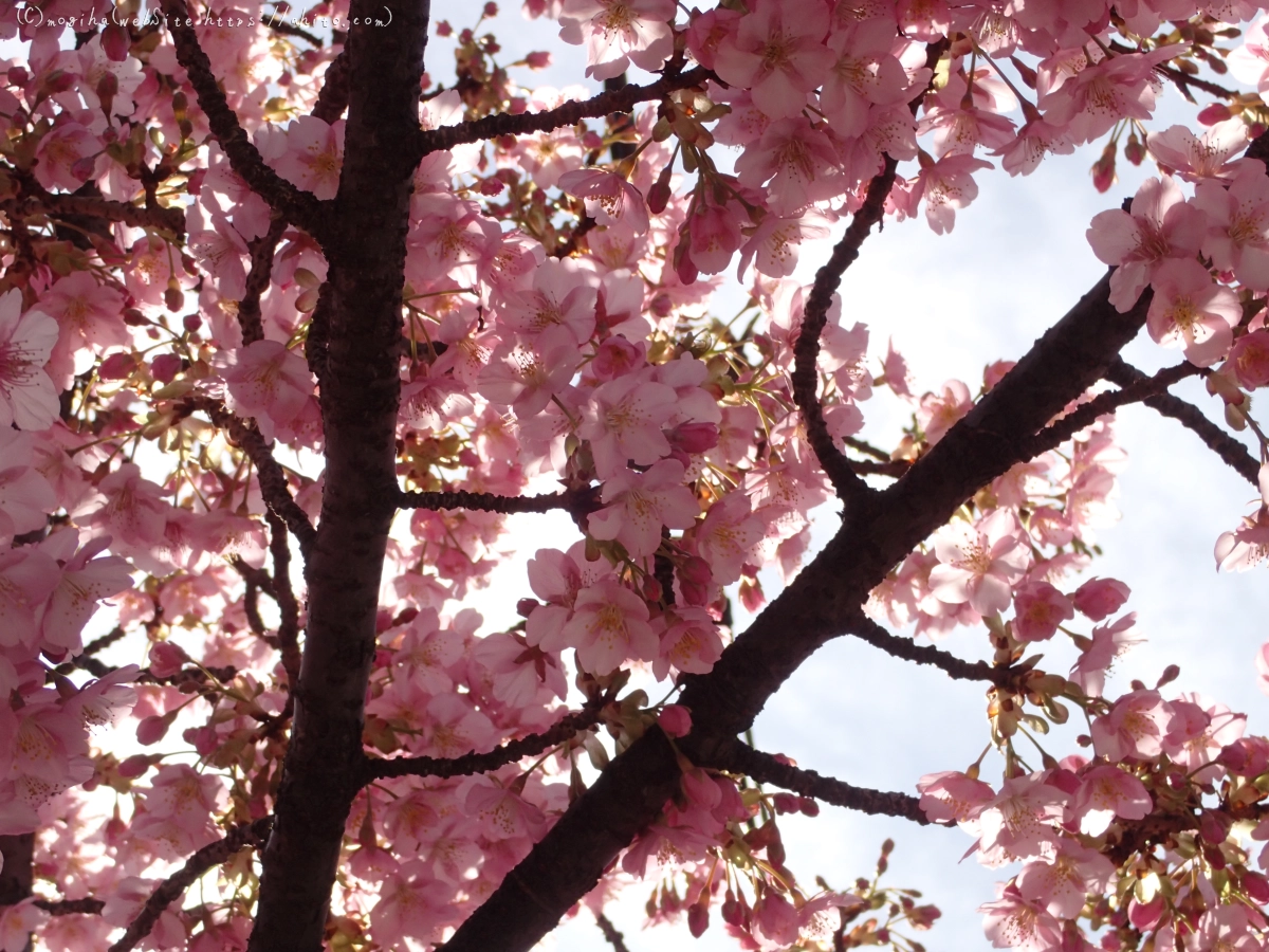 桜神宮の河津桜 - 44