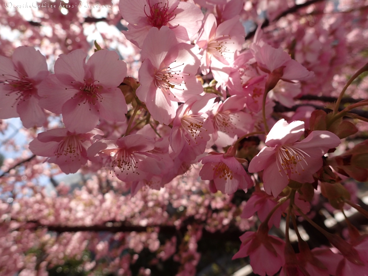 桜神宮の河津桜 - 45