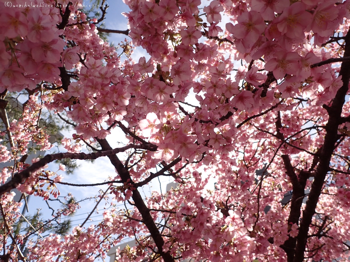 桜神宮の河津桜 - 46