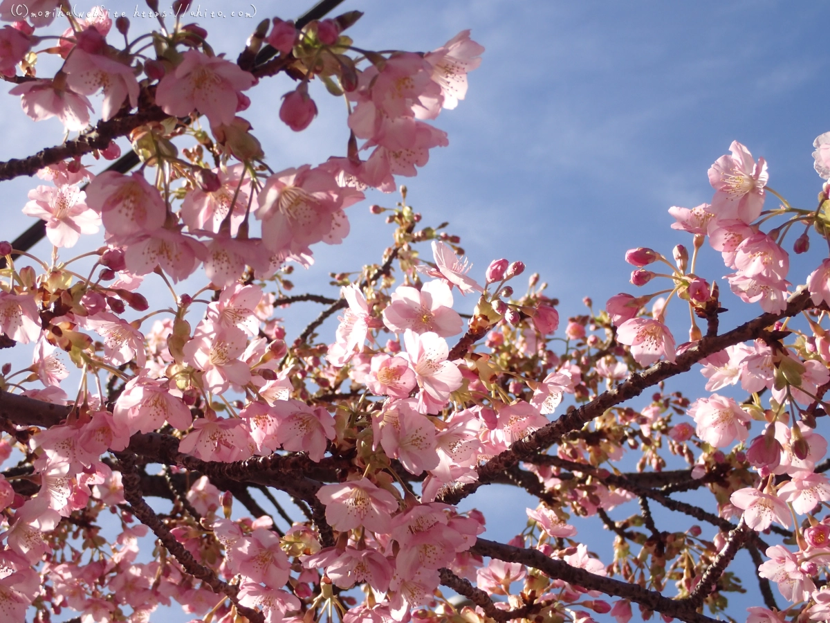 桜神宮の河津桜 - 48