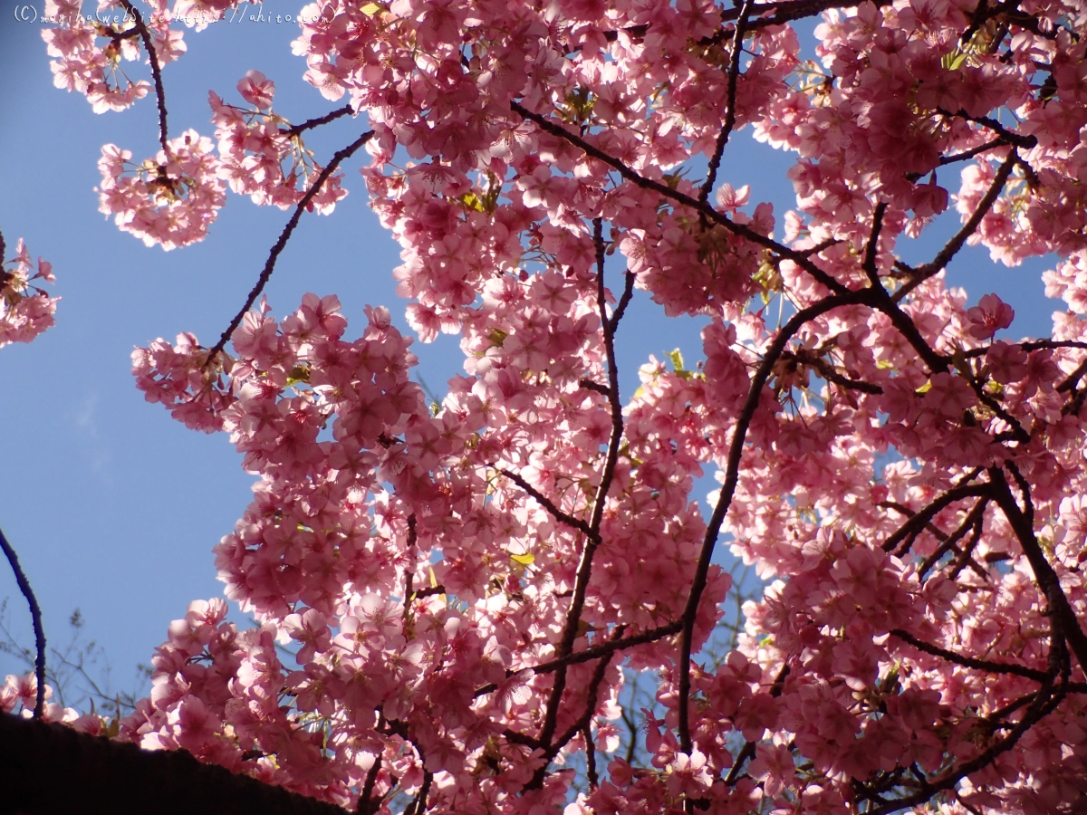 公園の河津桜 - 01