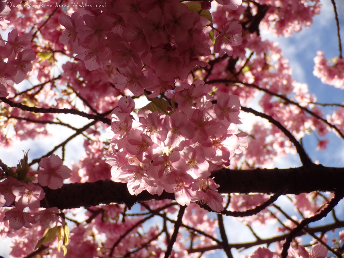 公園の河津桜 - 03