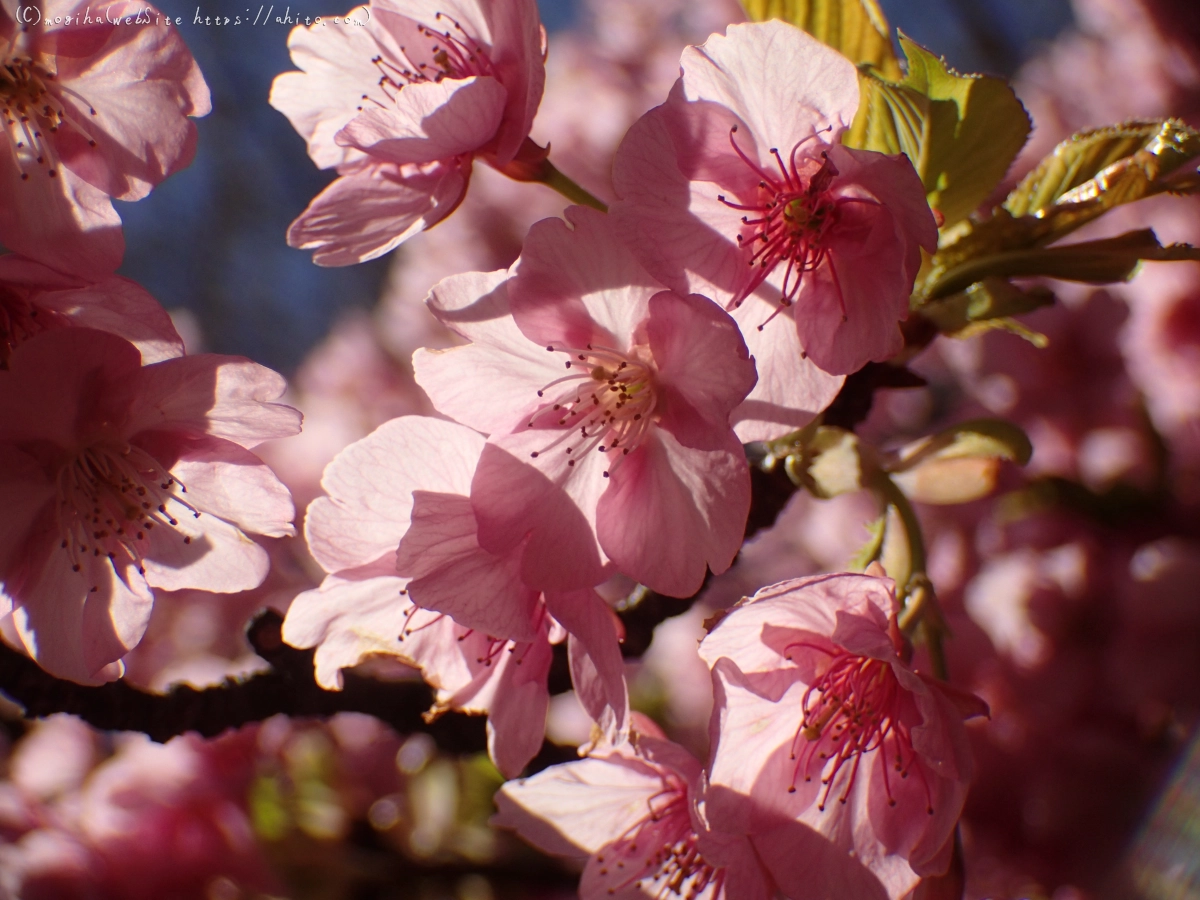 公園の河津桜 - 04