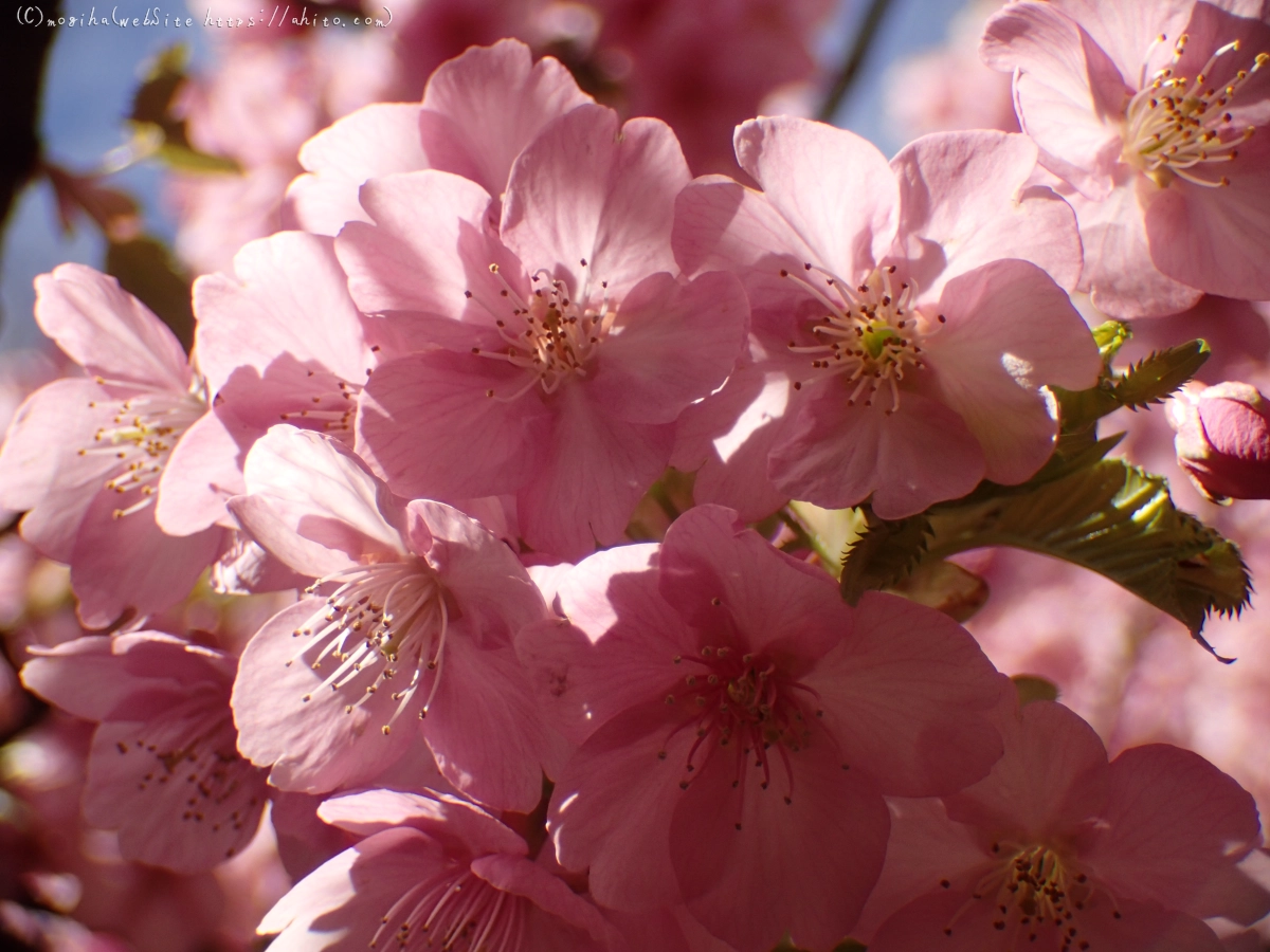 公園の河津桜 - 05