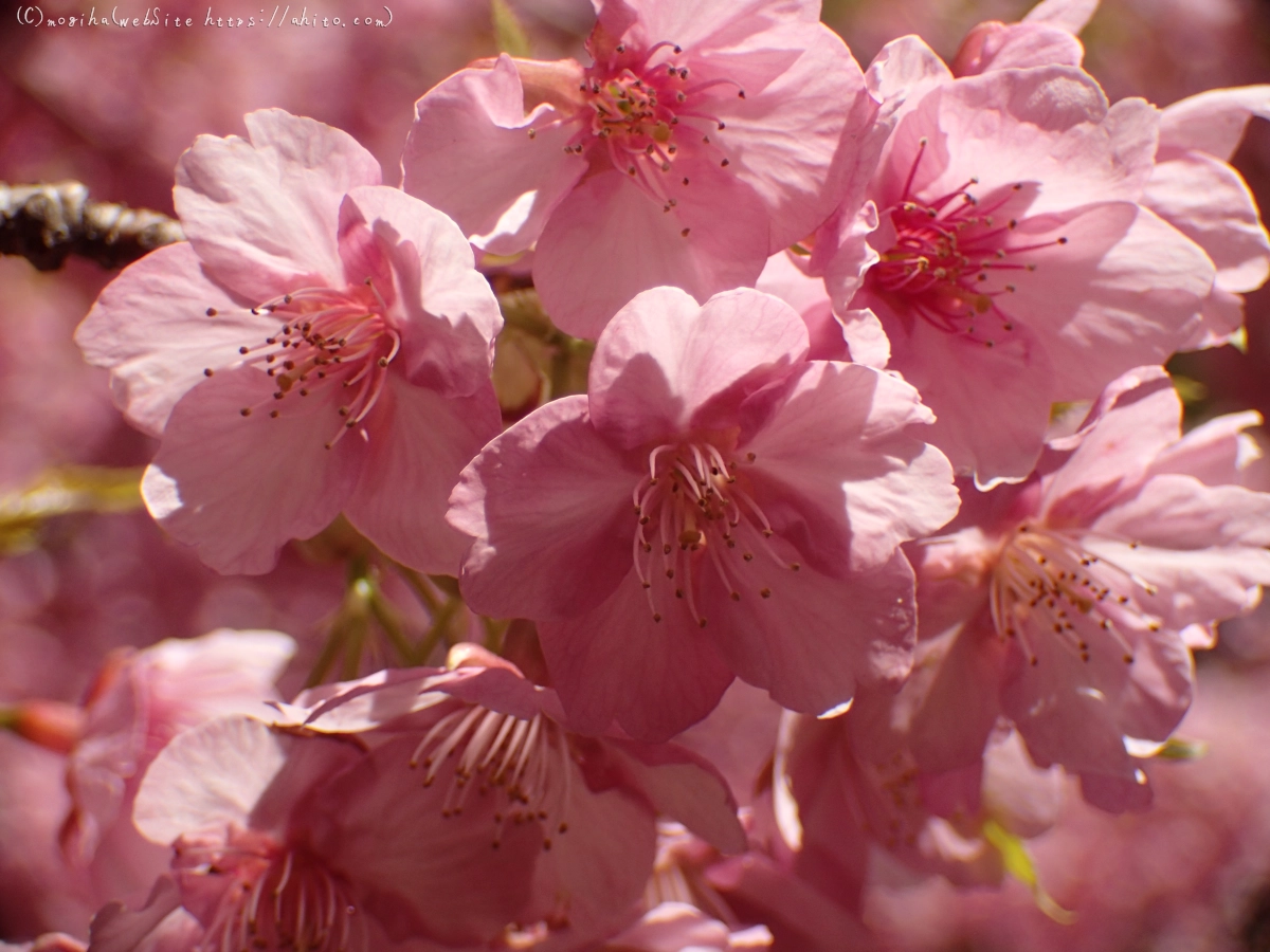 公園の河津桜 - 06