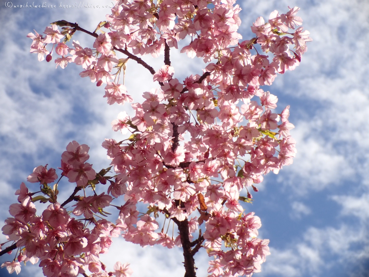 公園の河津桜 - 08