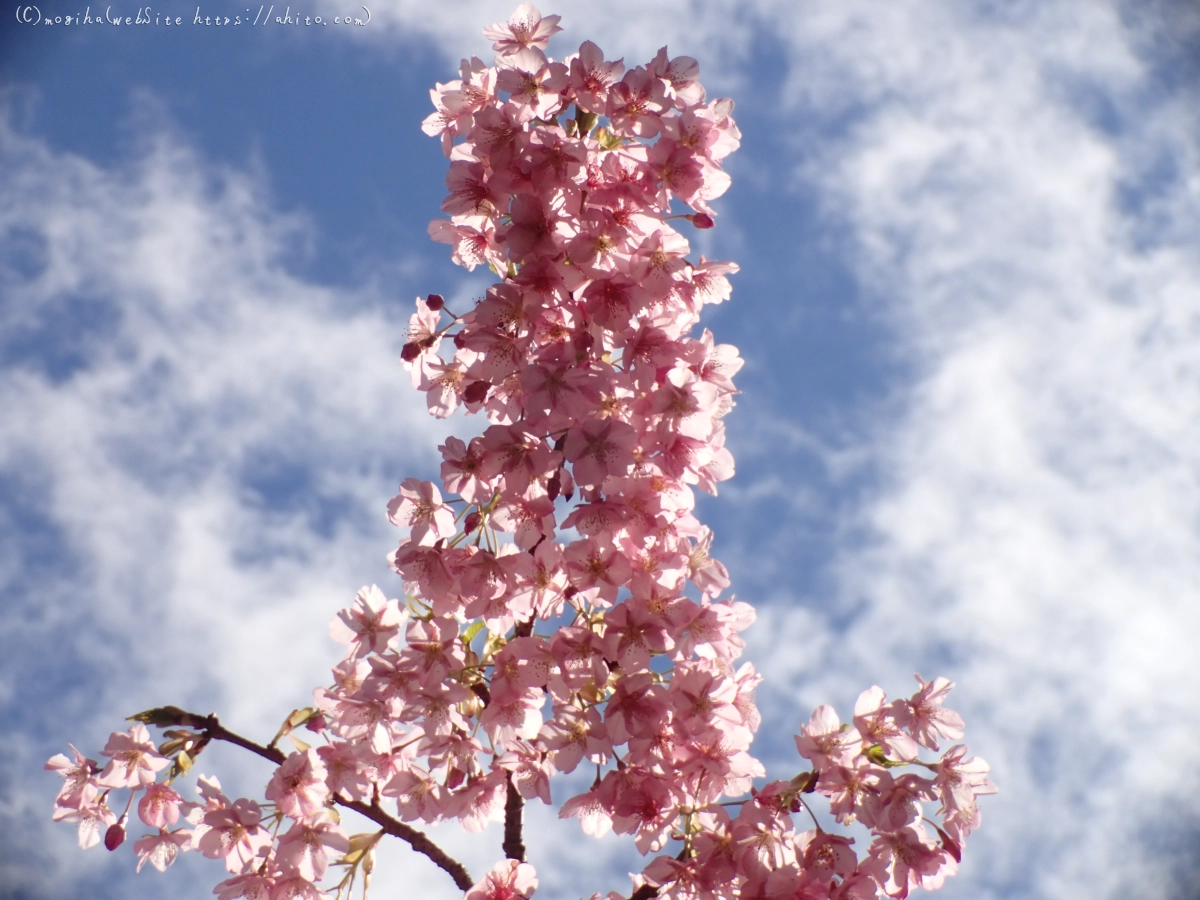 公園の河津桜 - 09