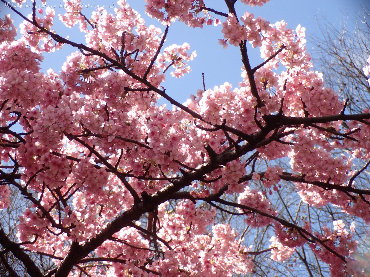 公園の河津桜 - 10