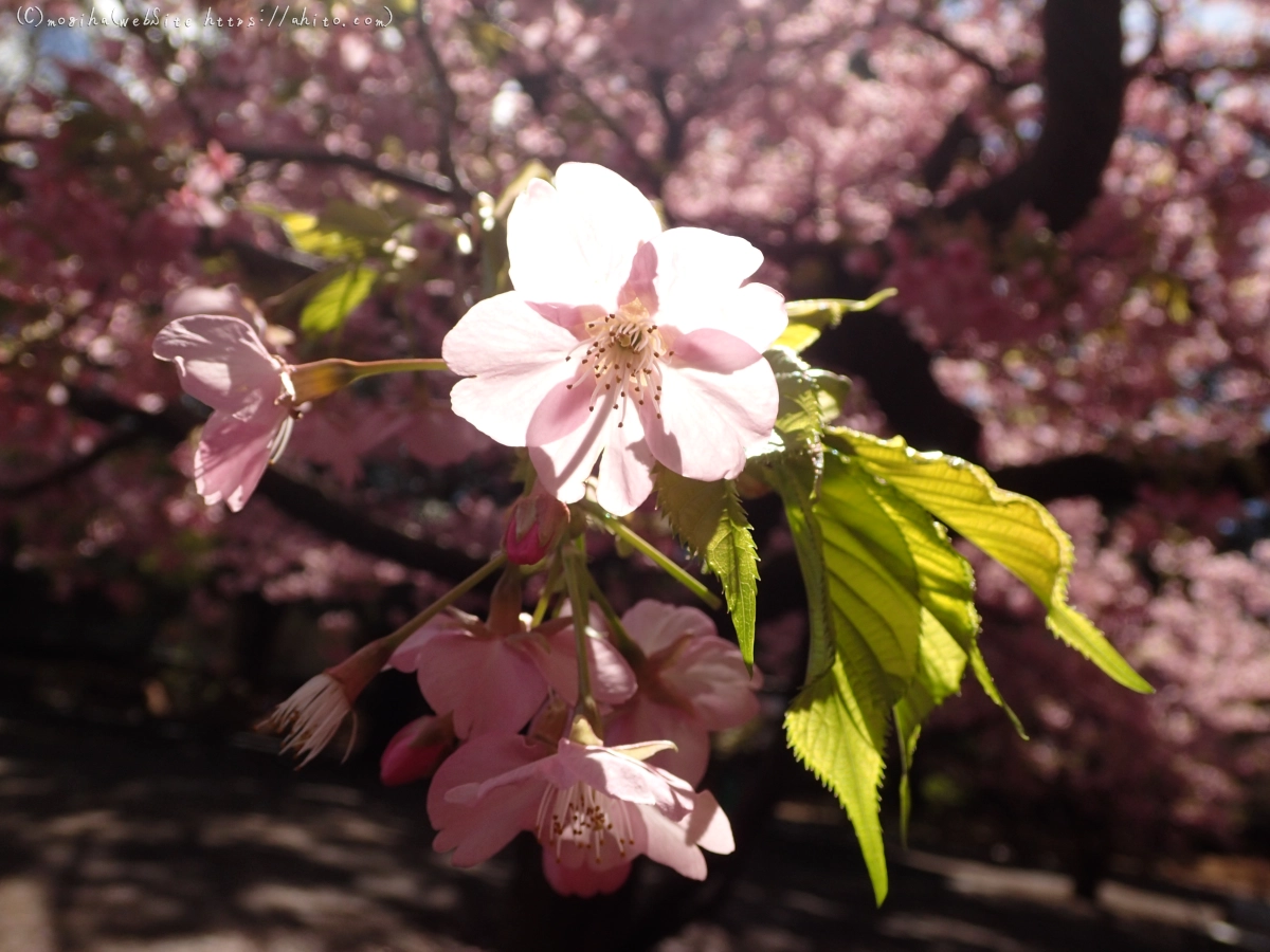 公園の河津桜 - 11