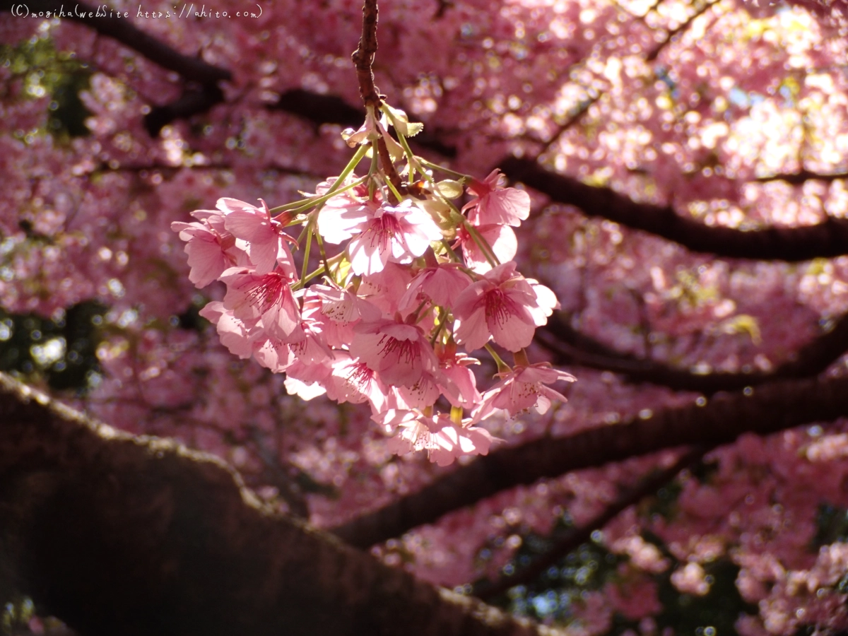 公園の河津桜 - 12