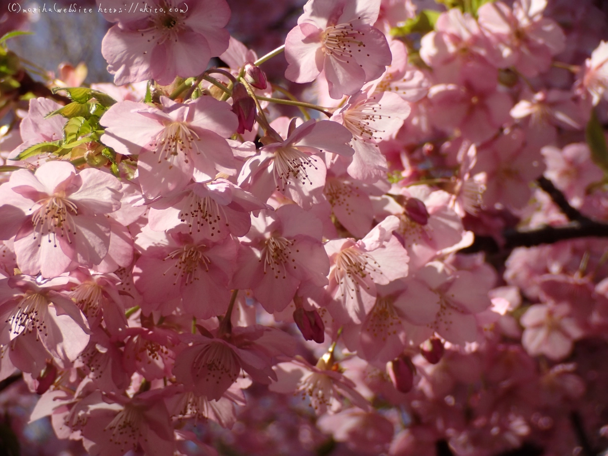 公園の河津桜 - 14